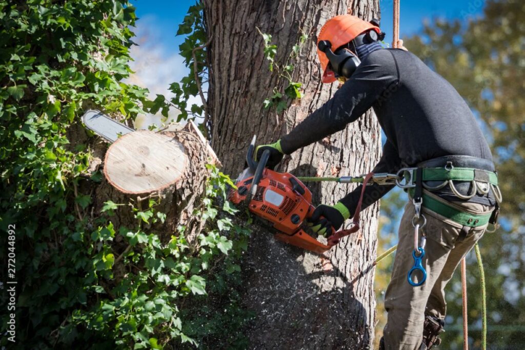 cheap tree removal