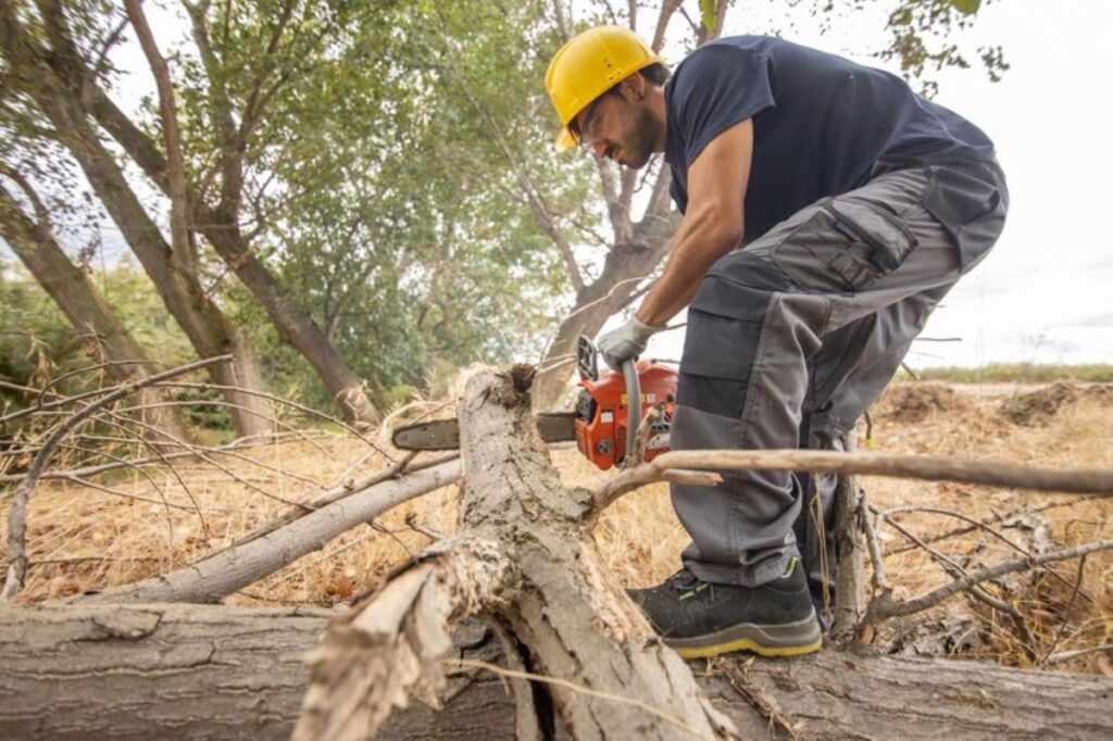 tree and stump removal