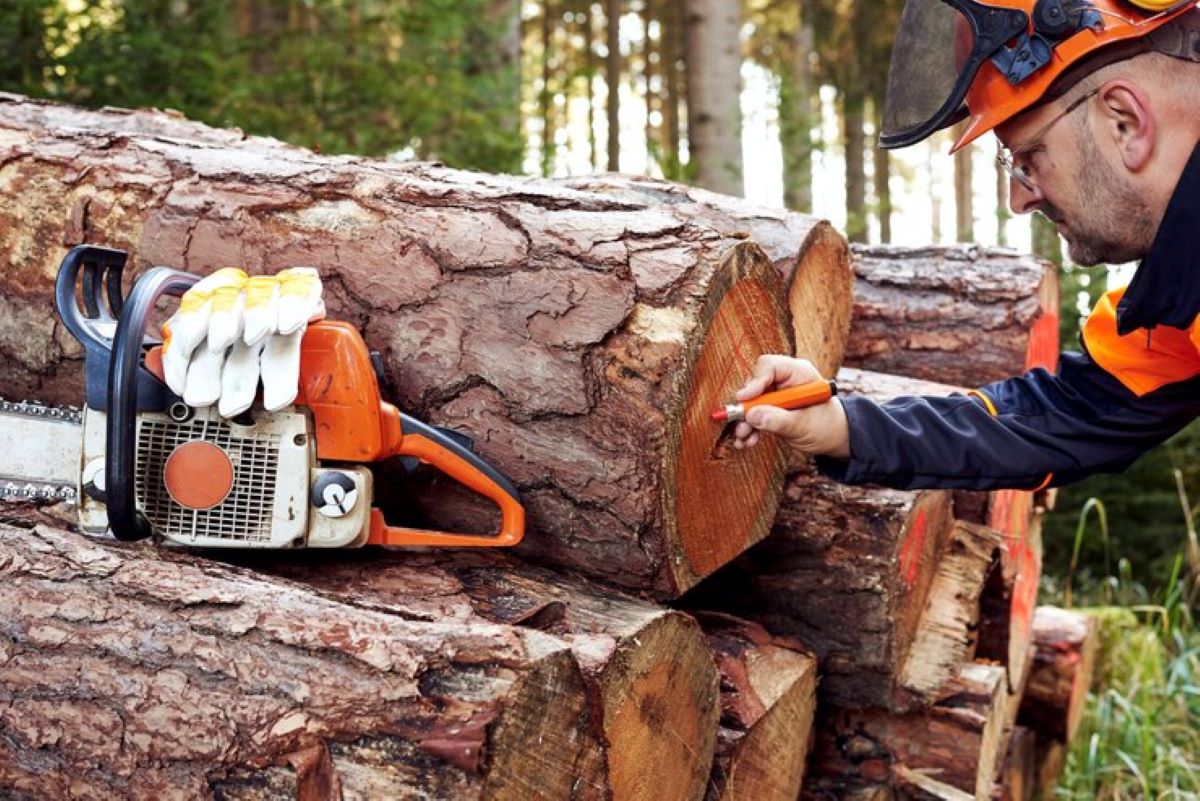 tree and stump removal