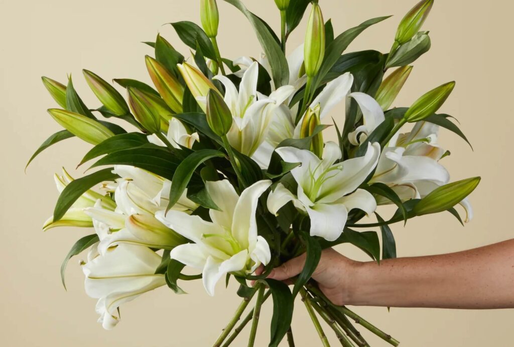 Cammeray Flower Delivery: Fresh Blooms Delivered Daily