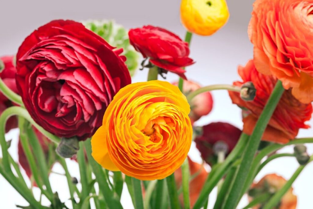 Clontarf Florist
