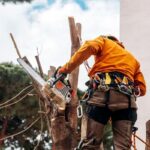 tree arborist sydney