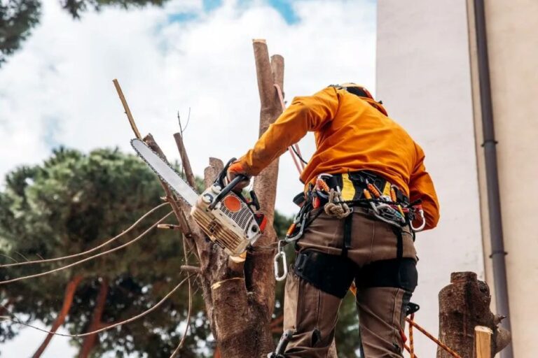 tree arborist sydney