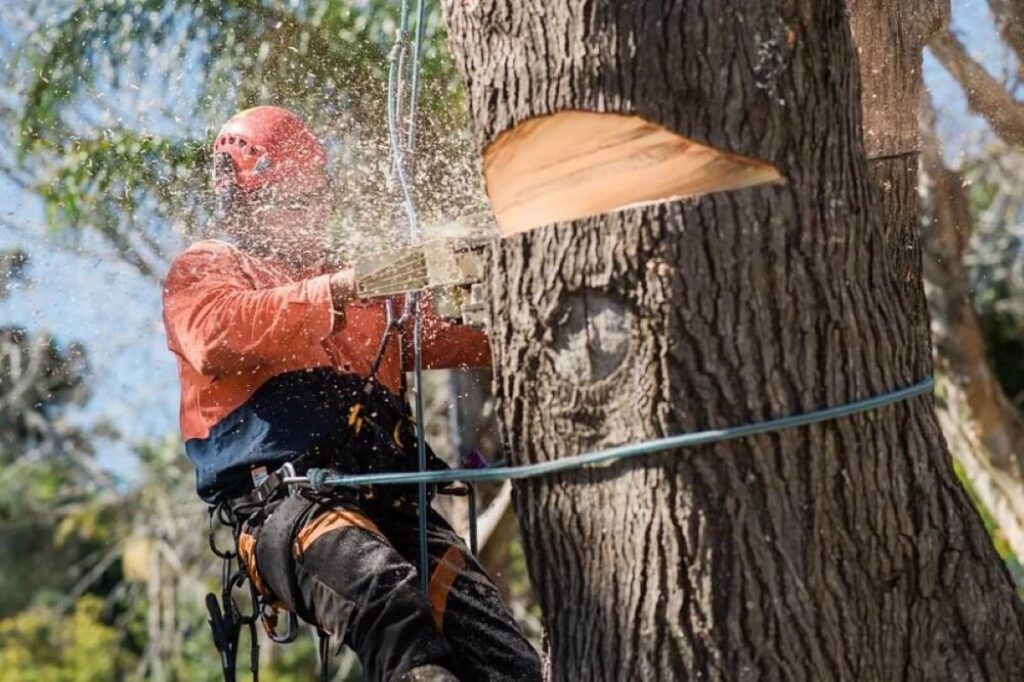 Tree Removal Services