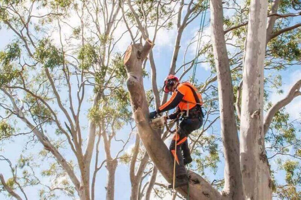 tree arborist sydney