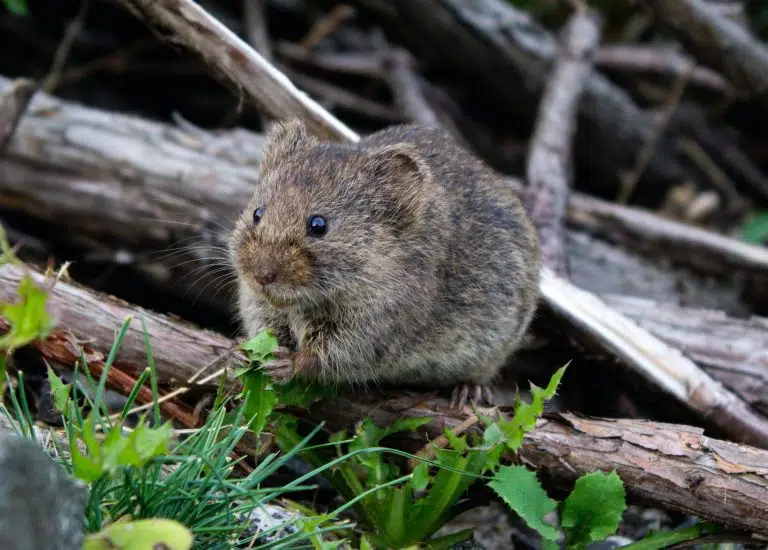 Rat Pest Control Sydney